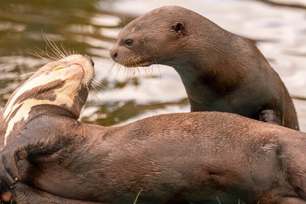 Manu, la nutria gigante, viaja de Hungría al Reino Unido por amor Manu__la_nutria_gigante__viaja_de_Hungri_a_al_Reino_Unido_por_amor