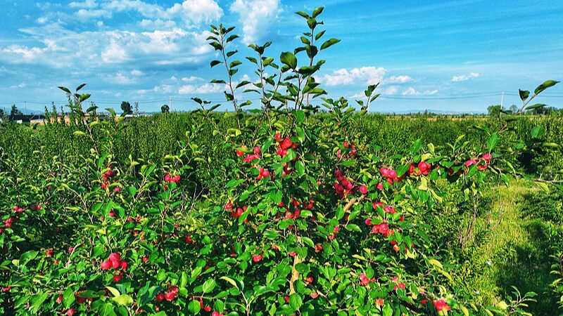 Manzanas_Silvestres_Chinas_Se_Globalizan__El_Viaje_de_una_Fruta_del_Desierto_a_Asia_Sudeste