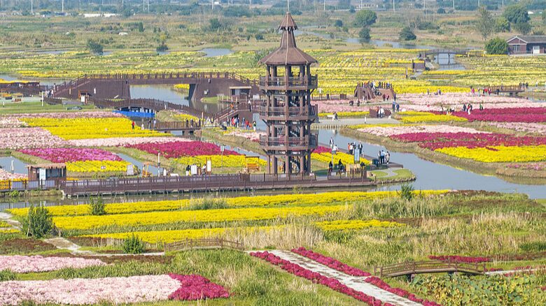 Maravilla_Floreciente_en_Jiangsu__El_Mar_de_Flores_de_Duotian_Impresiona_a_los_Visitantes__