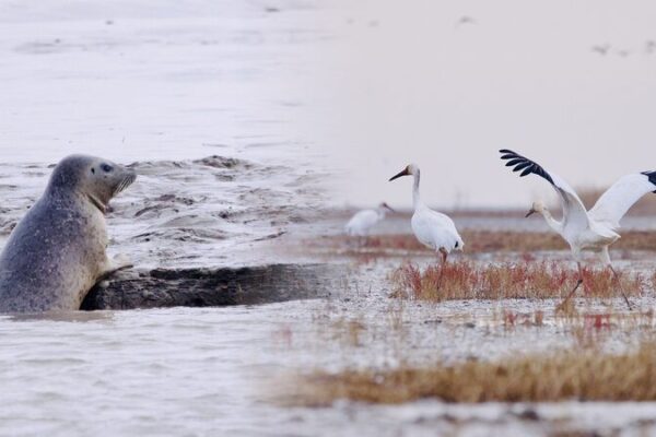 Maravilla de la vida silvestre: Las especies protegidas prosperan en el estuario del río Liao en China Maravilla_de_la_vida_silvestre__Las_especies_protegidas_prosperan_en_el_estuario_del_ri_o_Liao_en_China video poster