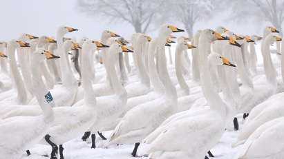 Maravilla_de_los_Cisnes_Nevados__Un_Cuento_de_Hadas_en_los_Humedales_del_Ri_o_Amarillo_en_China video poster