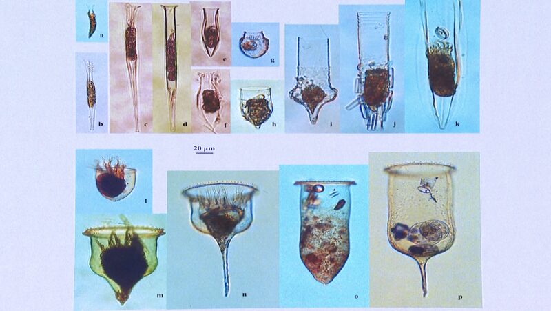 Maravillas_Microsco_picas__Cienti_ficos_Chinos_Revelan_Secretos_del_Plancton_Anta_rtico____ video poster