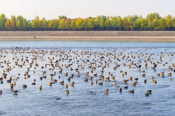 Maravillas_de_Invierno__60_000_Aves_Migratorias_Llegan_al_Humedal_del_Ri_o_Amarillo_en_China video poster