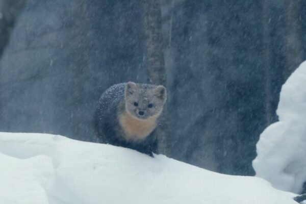 Maravillas de Invierno: Fauna Que Prosperan en los Bosques Nevados de las Montañas Greater Hinggan Maravillas_de_Invierno__Fauna_Que_Prosperan_en_los_Bosques_Nevados_de_las_Montan_as_Greater_Hinggan video poster