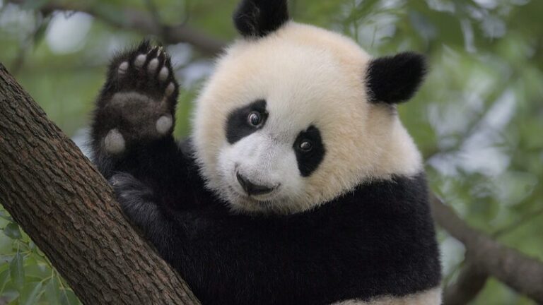 Maravillas de la Vida Silvestre: ¡Especies Raras Prosperan en China! 🐼🌳 Maravillas_de_la_Vida_Silvestre___Especies_Raras_Prosperan_en_China____