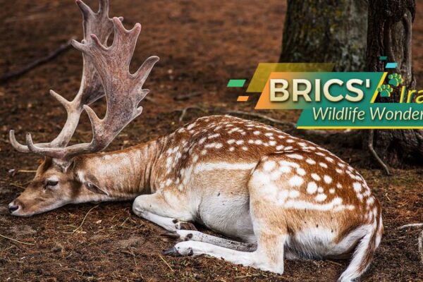 Maravillas_de_la_Vida_Silvestre_de_Ira_n__Desde_Desiertos_Abrasadores_hasta_Guepardos_en_Peligro___