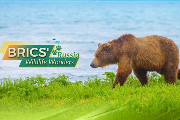 Maravillas salvajes del BRICS: Conoce al gigante veloz de Kamchatka 🐻 Maravillas_salvajes_del_BRICS__Conoce_al_gigante_veloz_de_Kamchatka__