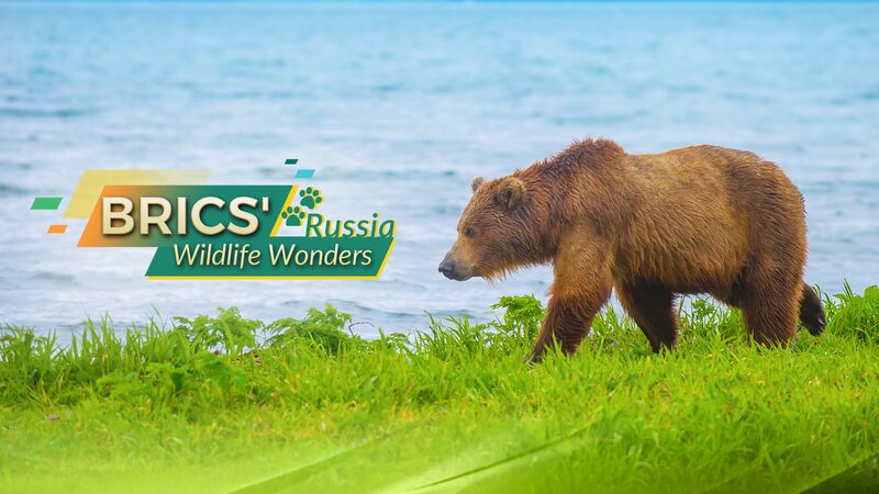 Maravillas_salvajes_del_BRICS__Conoce_al_gigante_veloz_de_Kamchatka__