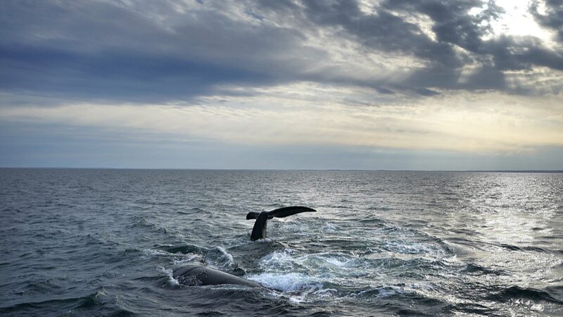 Mares_Enredados__El_Equipo_de_Pesca_Amenaza_a_las_Ballenas_En_Peligro__