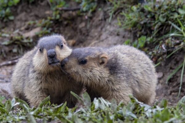 Marmotas_salvajes_retozan_en_el_Parque_Moshi_de_Ganzi___Un_encuentro_encantador_