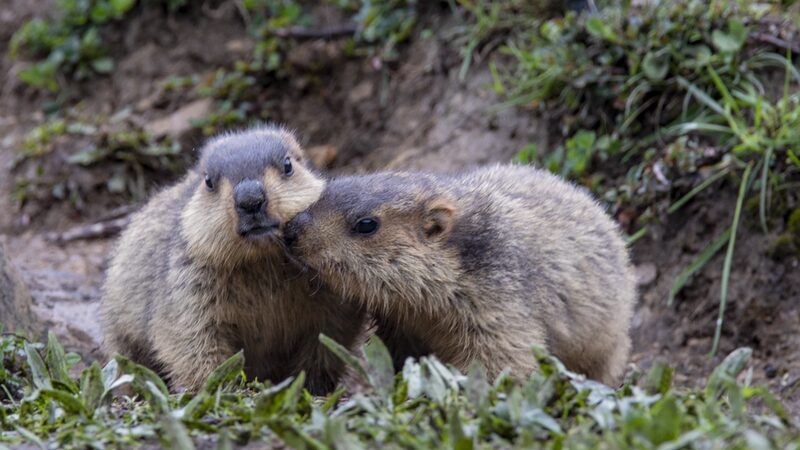 Marmotas_salvajes_retozan_en_el_Parque_Moshi_de_Ganzi___Un_encuentro_encantador_