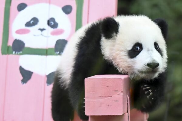 _Mei_Zhu__la_cri_a_de_panda_gigante__cumple_seis_meses_en_Guangzhou____