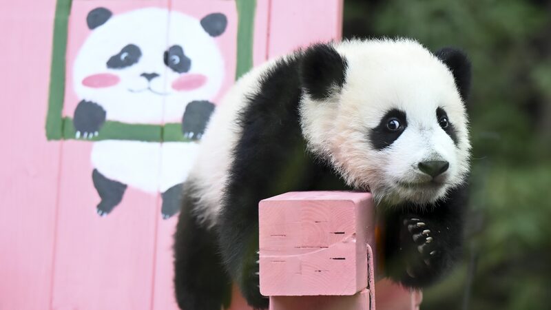 _Mei_Zhu__la_cri_a_de_panda_gigante__cumple_seis_meses_en_Guangzhou____
