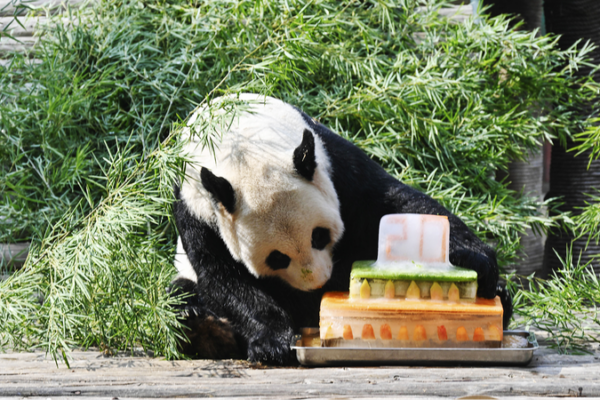 Meiling, el amado panda gigante de Jiangxi, celebra su cumpleaños número 20 con sus fans 🎉🐼 Meiling__el_amado_panda_gigante_de_Jiangxi__celebra_su_cumplean_os_nu_mero_20_con_sus_fans___