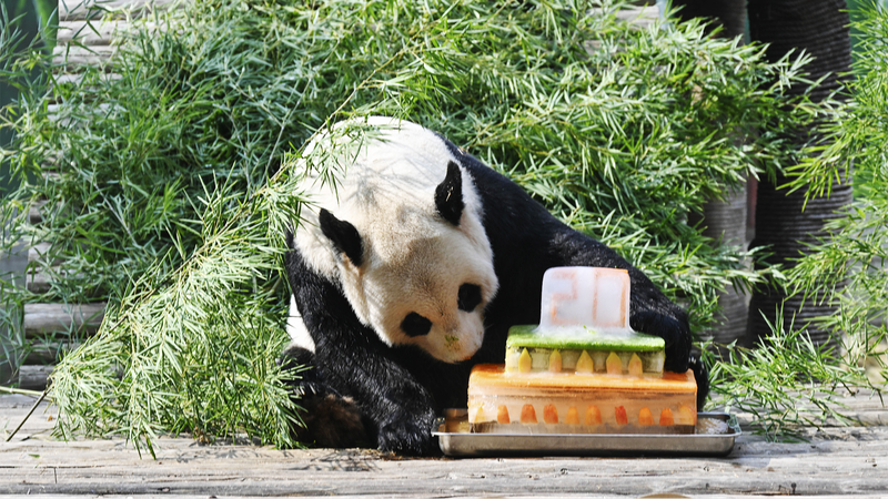 Meiling__el_amado_panda_gigante_de_Jiangxi__celebra_su_cumplean_os_nu_mero_20_con_sus_fans___