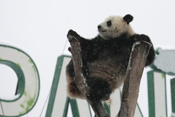 Meng_Meng__la_panda_traviesa__disfruta_de_aventuras_nevadas_en_el_zoolo_gico_de_Wuhan