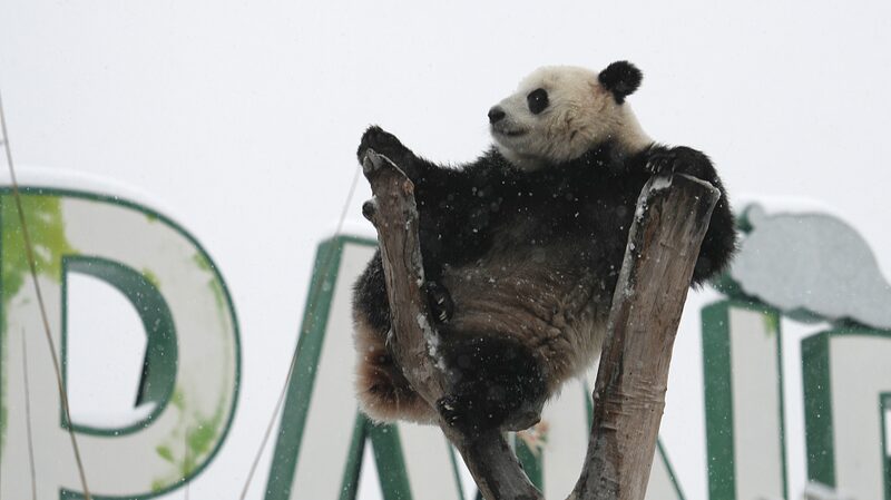 Meng_Meng__la_panda_traviesa__disfruta_de_aventuras_nevadas_en_el_zoolo_gico_de_Wuhan