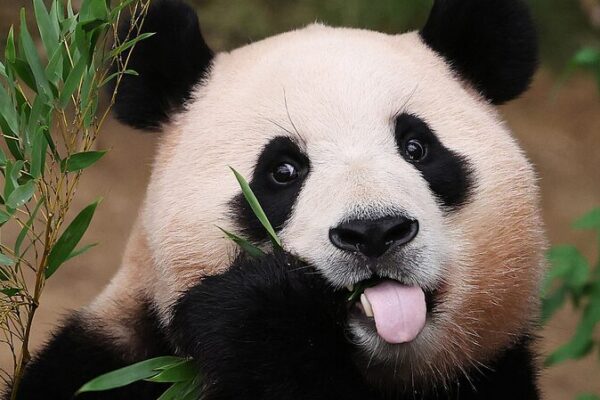 Mira a los pandas gigantes relajarse y comer: Los adorables embajadores de China Mira_a_los_pandas_gigantes_relajarse_y_comer__Los_adorables_embajadores_de_China video poster