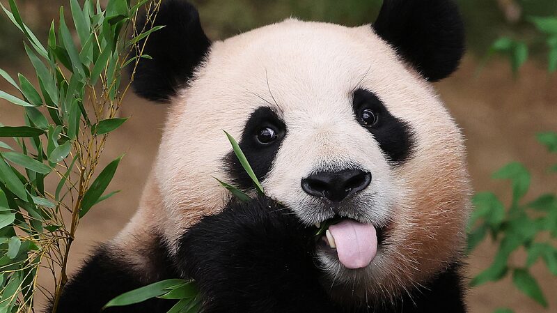 Mira_a_los_pandas_gigantes_relajarse_y_comer__Los_adorables_embajadores_de_China video poster