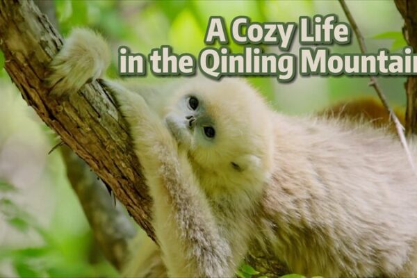Monos de nariz chata disfrutan de la vida en las montañas Qinling 🌿🐒 Monos_de_nariz_chata_disfrutan_de_la_vida_en_las_montan_as_Qinling___ video poster