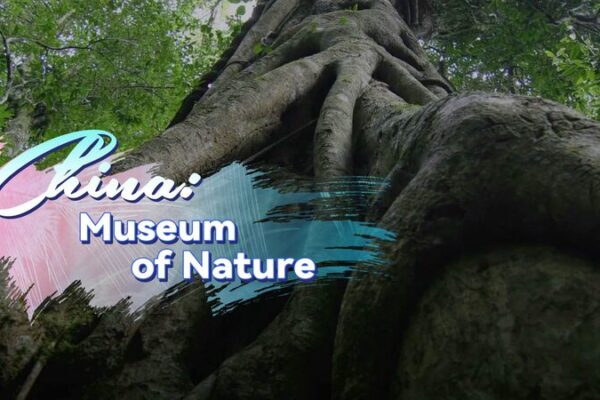 Monte_Jianfeng__El_parai_so_oculto_de_biodiversidad_en_China___ video poster