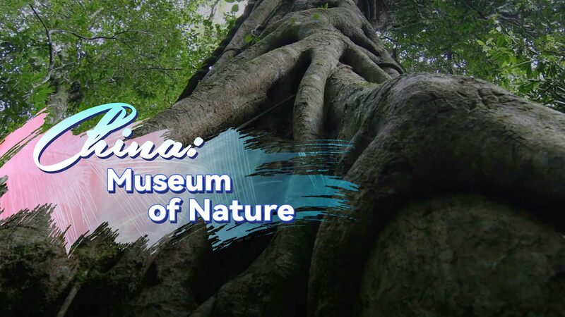 Monte_Jianfeng__El_parai_so_oculto_de_biodiversidad_en_China___ video poster