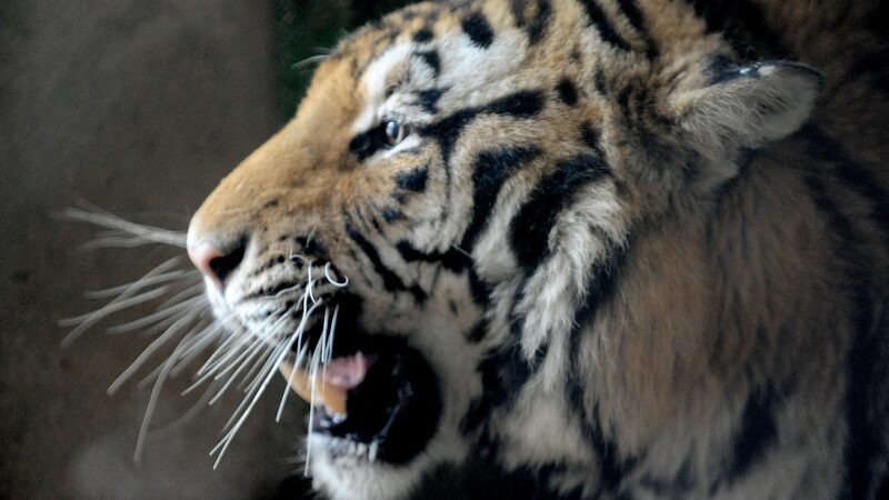 Mueren_20_Tigres_Siberianos_en_Zoolo_gico_del_Este_de_China__Generando_Preocupacio_n_Nacional