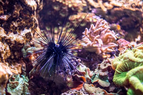 Muerte masiva de erizos de mar amenaza los arrecifes de coral 🌊🦔 Muerte_masiva_de_erizos_de_mar_amenaza_los_arrecifes_de_coral___