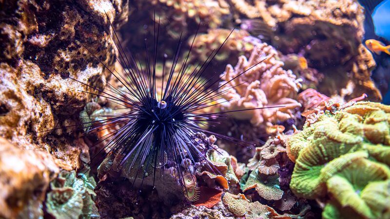Muerte_masiva_de_erizos_de_mar_amenaza_los_arrecifes_de_coral___
