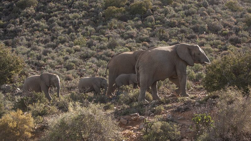 Namibia_sacrificara__ma_s_de_700_animales_salvajes_en_medio_de_crisis_de_sequi_a___