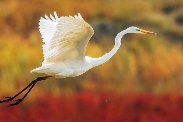 Nandagang: El Refugio Escondido de China para Aves Migratorias 🐦 Nandagang__El_Refugio_Escondido_de_China_para_Aves_Migratorias__