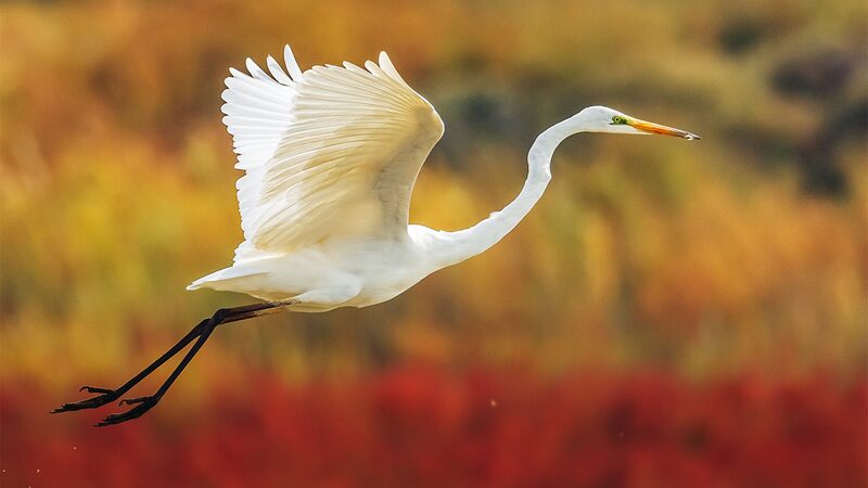 Nandagang__El_Refugio_Escondido_de_China_para_Aves_Migratorias__