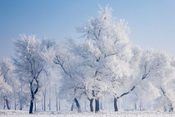¡Naturaleza mágica! El encantador fenómeno de cencellada deslumbra en Jilin _Naturaleza_ma_gica__El_encantador_feno_meno_de_cencellada_deslumbra_en_Jilin