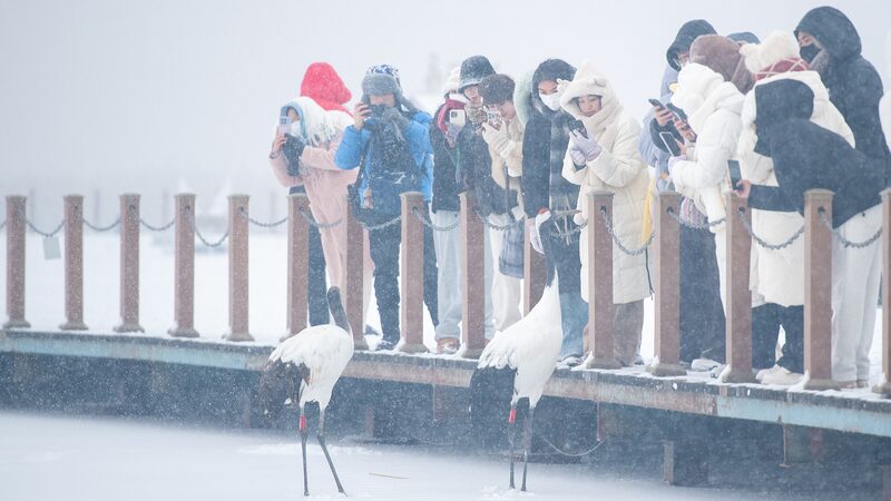 Nevadas_en_Heilongjiang__Turistas_Acuden_para_Ver_las_Majestuosas_Grullas_de_Corona_Roja____