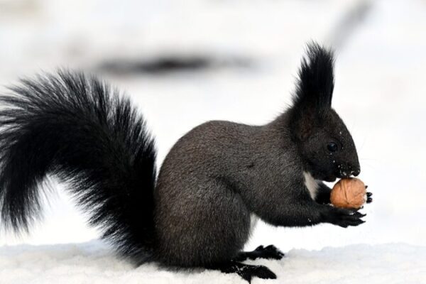 Nieve y Ardillas: El Parque Beiling es un País de las Maravillas Invernal 🐿️❄️ Nieve_y_Ardillas__El_Parque_Beiling_es_un_Pai_s_de_las_Maravillas_Invernal_____
