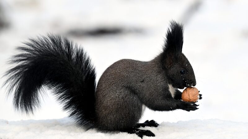 Nieve_y_Ardillas__El_Parque_Beiling_es_un_Pai_s_de_las_Maravillas_Invernal_____