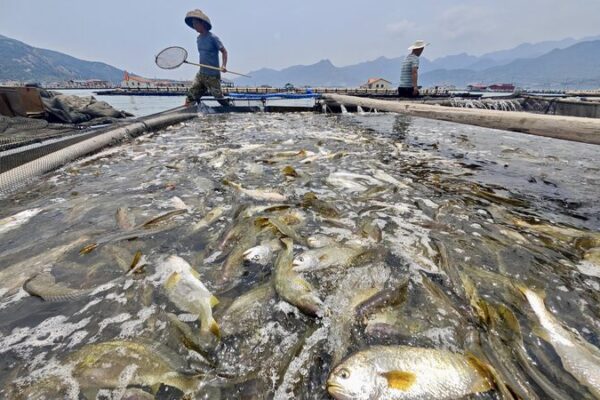 Ningde_rescata_el_corvina_amarilla_con_cultivo_sostenible___
