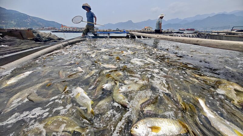 Ningde_rescata_el_corvina_amarilla_con_cultivo_sostenible___