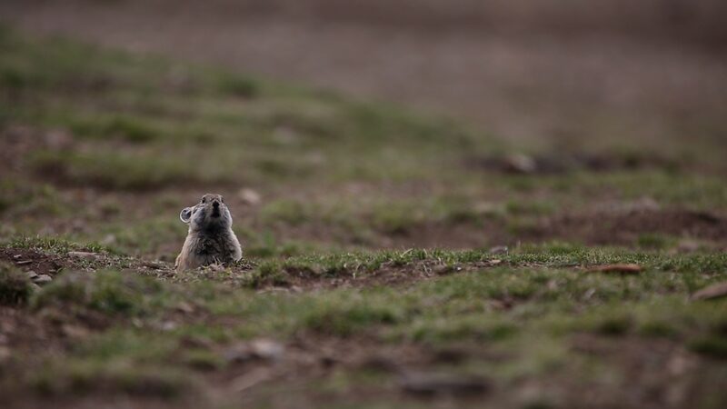 No_culpes_a_los_pikas__Descubriendo_la_verdadera_causa_de_la_degradacio_n_del_pastizal_Qinghai_Ti_bet video poster