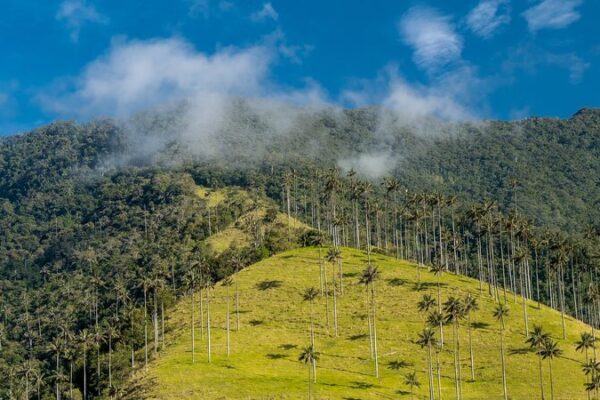 Noruega_promete__20M_para_impulsar_la_lucha_de_Colombia_contra_la_deforestacio_n__