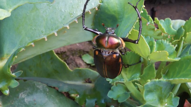 __Nueva_Alerta_de_Insectos___17_Especies_de_Insectos_Descubiertas_en_el_Parque_Nacional_Monte_Wuyi_de_China_ video poster