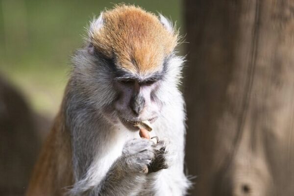 ¡Nueva Escuadra de Monos de Polonia se Une al Zoológico de Hungría! 🐒✨ _Nueva_Escuadra_de_Monos_de_Polonia_se_Une_al_Zoolo_gico_de_Hungri_a____