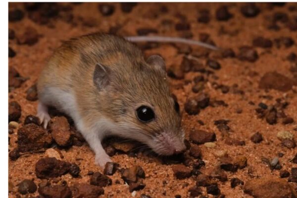 Nueva Especie Nativa de Roedor Descubierta en Australia 🐭🌿 Nueva_Especie_Nativa_de_Roedor_Descubierta_en_Australia___