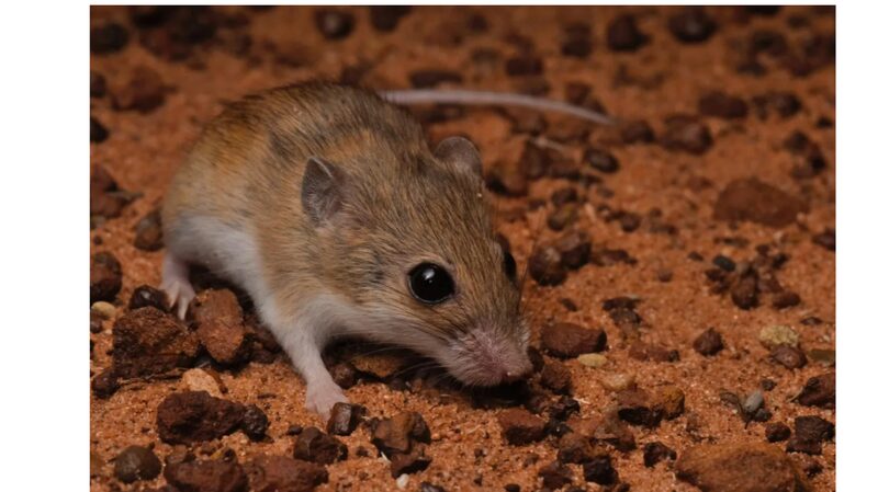 Nueva_Especie_Nativa_de_Roedor_Descubierta_en_Australia___