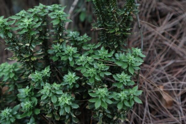 Nueva Especie de Firmoss Descubierta en China Podría Ayudar a Tratar el Alzheimer Nueva_Especie_de_Firmoss_Descubierta_en_China_Podri_a_Ayudar_a_Tratar_el_Alzheimer