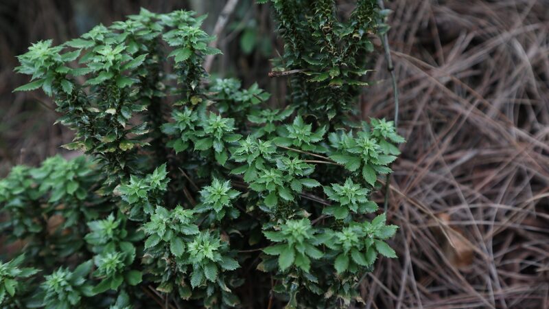 Nueva_Especie_de_Firmoss_Descubierta_en_China_Podri_a_Ayudar_a_Tratar_el_Alzheimer