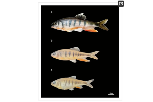 Nueva Especie de Pez de Vientre Rojo Descubierta en la Provincia de Guangdong, China Nueva_Especie_de_Pez_de_Vientre_Rojo_Descubierta_en_la_Provincia_de_Guangdong__China