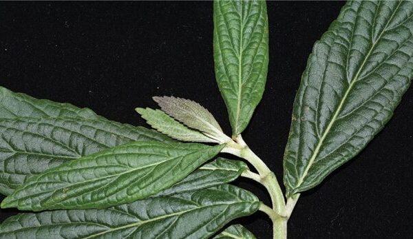 Nueva_Especie_de_Planta_Descubierta_en_las_Montan_as_Ka_rsticas_del_Sur_de_China__