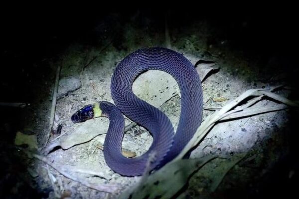 Nueva_Especie_de_Serpiente_Brillante_Descubierta_en_la_Provincia_de_Hunan__China___
