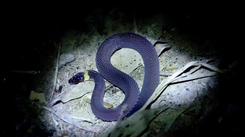 Nueva_Especie_de_Serpiente_Brillante_Descubierta_en_la_Provincia_de_Hunan__China___